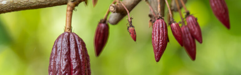 Cacao Tree (Theobroma cacao). Organic cocoa fruit pods in nature.