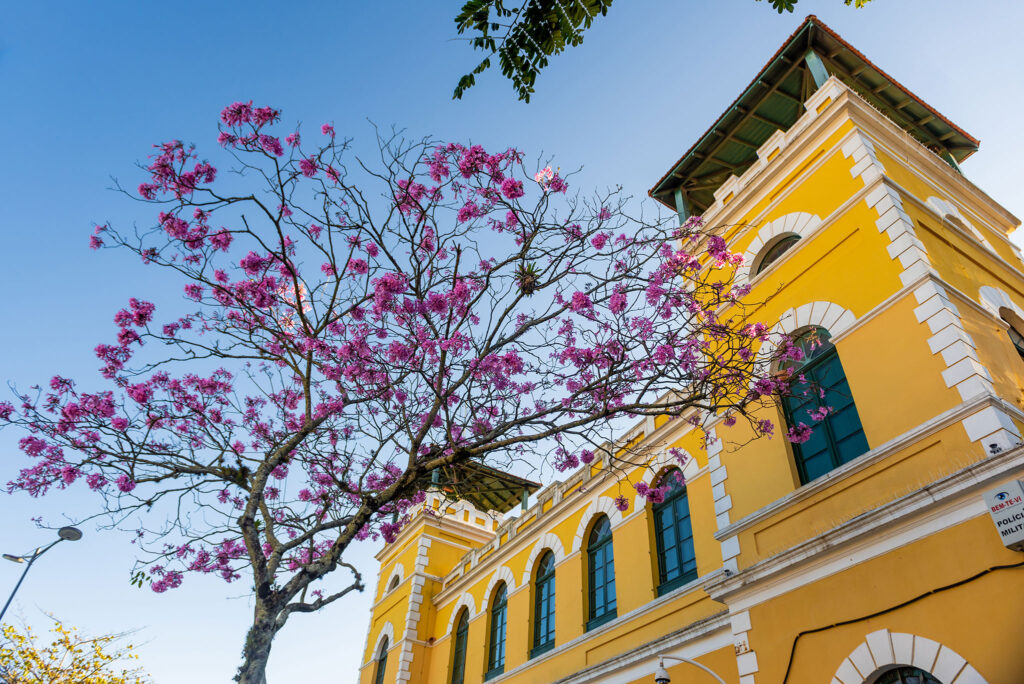 A tree with purple flowers stands outside the Florianópolis public market.