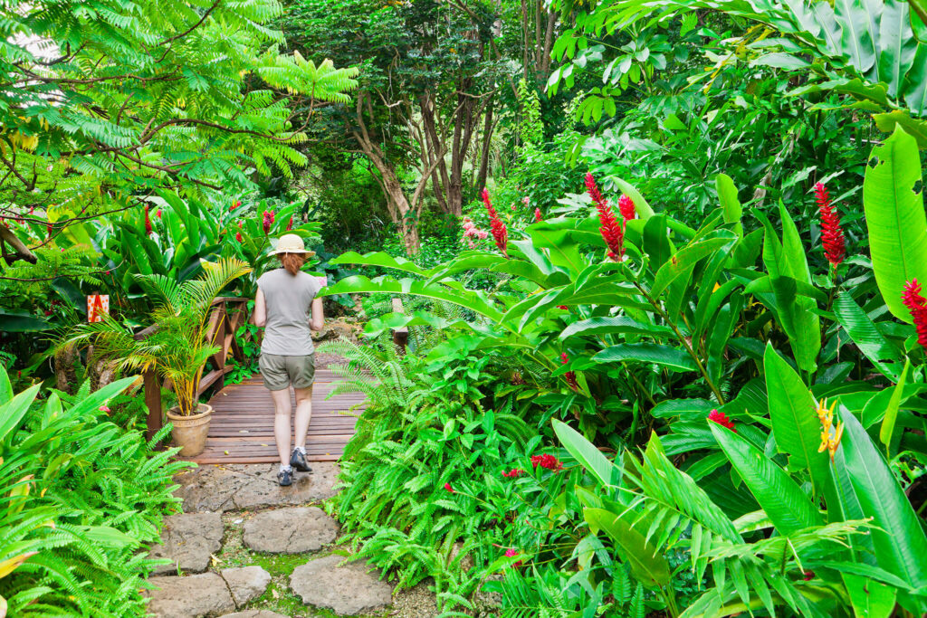 A woman strolls on a footpath through lush, jungly growth.