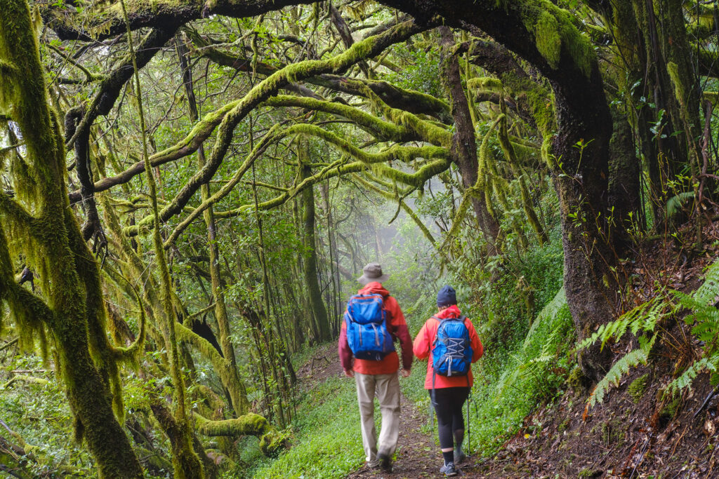 A couple explores a dense hillside forest in Garajonay National Park.