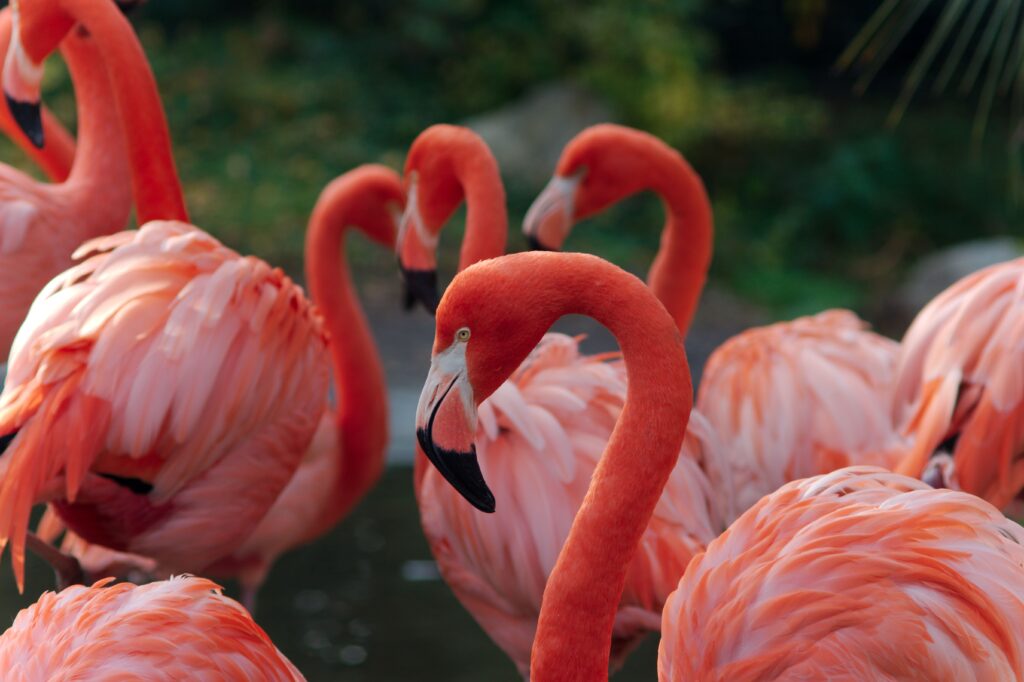 Flamingos