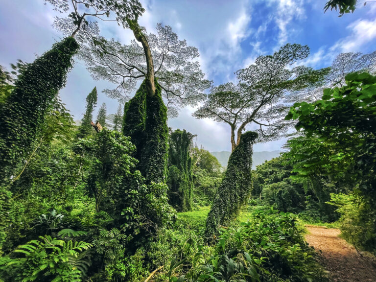 Palm Trees, Cool Breeze