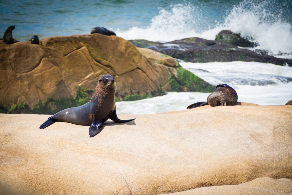 Sea,Wolf,On,The,Rocks,In,Cabo